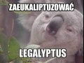 Zaeukaliptuzować