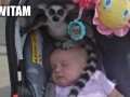 Lemur wita