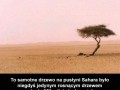 Samotne drzewo na pustyni sahara