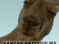 Krzysiek ma wyjebane