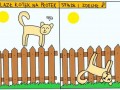 Wlazł koten na płotek