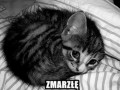 Zmarzłę
