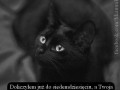 Wkurzony kot