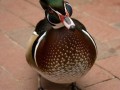 Confused duck