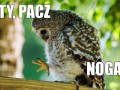 Ty pacz noga