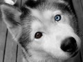 Huskylt3