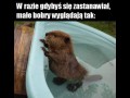 Tak wygląda mały bober