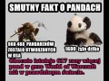 Smutny fakt o pandach