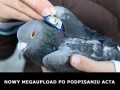 Nowy megaupload