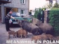 Meainwile
