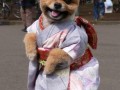 Kungfudog