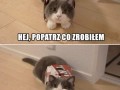 Pudełeczko