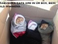 Babushka cats