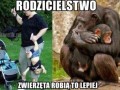 Zwierzęta robią to lepiej