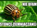 Nie ufam stonce