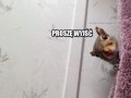 Proszę opuścić