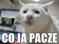 Big bad wolf  co ja pacze