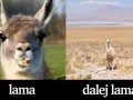 Dalej lama