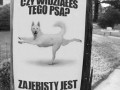 Widziałeś tego psa