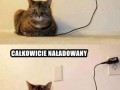 Kot mi się rozładował