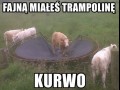 Krowa krystyna nie jest zadowolona z elektrycznej dojarki