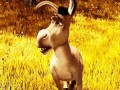 Donkey
