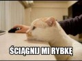Rybkę