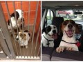 Przed i po adopcji