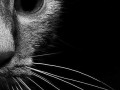 Cat eyes