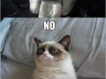 Goodcat