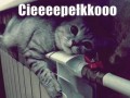 Ciepło