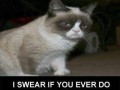 Grumpy cat 1