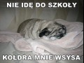 Nie idę