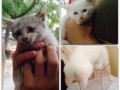 Uratowany kocur