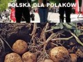 Polska dla polaków ziemia dla ziemniaków