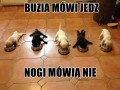 Buzia mówi jedz
