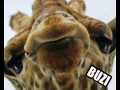 Buzi