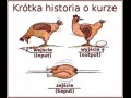 Krótka historia o kurze