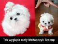 Teacup maltański