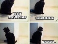 The dog is missing