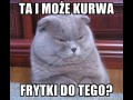 Mcdocat
