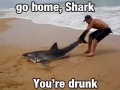 Go home shark