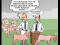 Barany i tusk