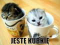 Koteckę
