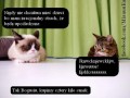 Tak bogusi