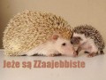 Jeże są zajebiste 