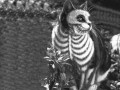 Skeleton cat