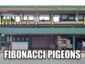 Gołębie fibonacciego