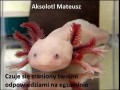 Aksolotl mateusz