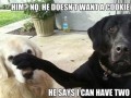 Dogs